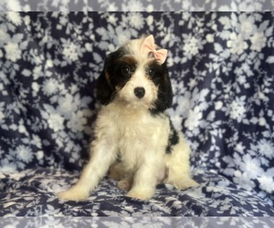 Cavapoo Puppy for sale in LAKELAND, FL, USA