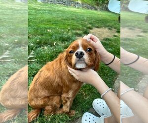Cavalier King Charles Spaniel-Unknown Mix Dogs for adoption in Chester, NJ, USA