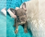 Small #1 French Bulldog