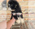 Havapoo Male 2 - Male Havapoo Puppy for Sale - Photo #4
