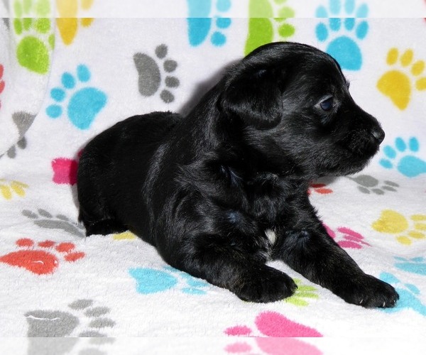 Medium Photo #5 Schnoodle (Miniature) Puppy For Sale in ORO VALLEY, AZ, USA