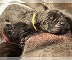 Small Photo #2 Cane Corso Puppy For Sale in FULTONVILLE, NY, USA