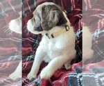 Small Photo #4 Brittany Puppy For Sale in GRANVILLE, MA, USA