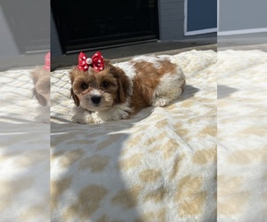 Cavachon Puppy for sale in RANDOLPH, MA, USA