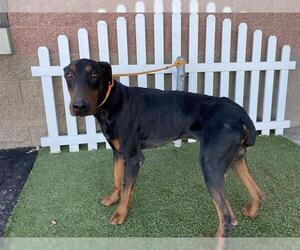 Doberman Pinscher Dogs for adoption in Modesto, CA, USA