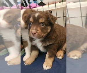 Miniature Australian Shepherd Puppy for sale in WALLER, TX, USA