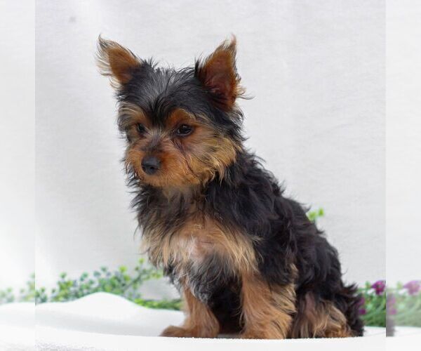 Medium Photo #4 Yorkshire Terrier Puppy For Sale in REINHOLDS, PA, USA