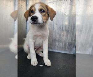 Anatolian Shepherd-Unknown Mix Dogs for adoption in San Antonio, TX, USA
