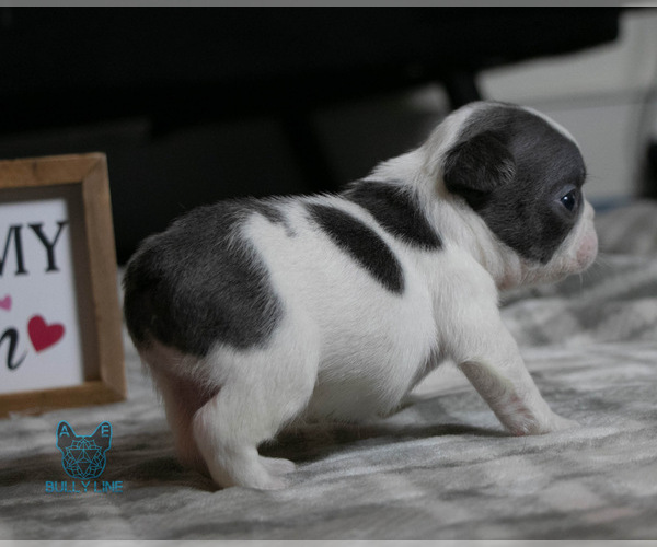 Medium Photo #2 French Bulldog Puppy For Sale in SPOKANE, WA, USA