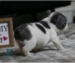 Small Photo #2 French Bulldog Puppy For Sale in SPOKANE, WA, USA