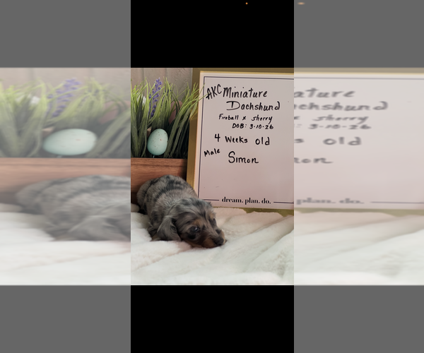 Medium Photo #8 Dachshund Puppy For Sale in NILES, MI, USA