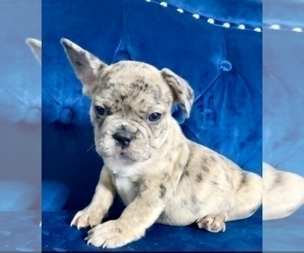 Medium Photo #21 French Bulldog Puppy For Sale in ATLANTA, GA, USA