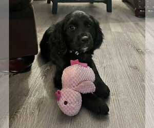 English Springer Spaniel Dogs for adoption in Denton, TX, USA