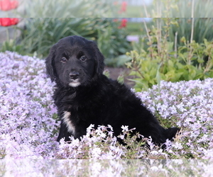 Medium Golden Retriever-Mutt Mix