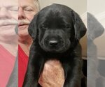 Puppy Puppy 1 Labrador Retriever