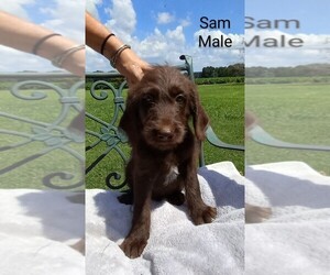 Labradoodle Puppy for sale in LAVONIA, GA, USA