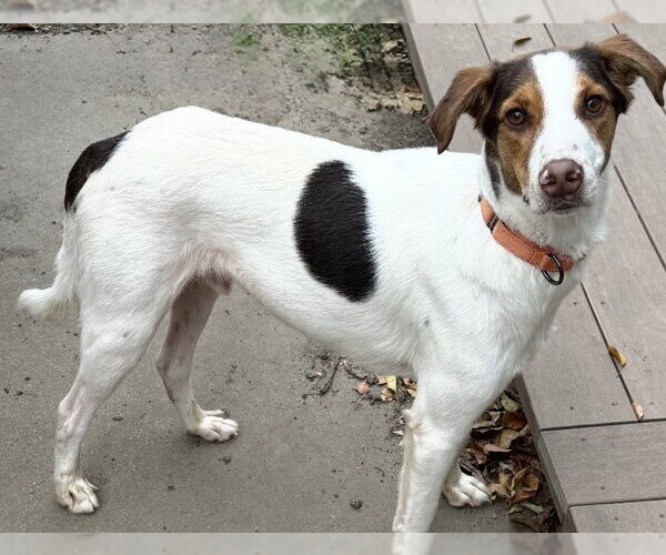 Medium Photo #4 Jack Russell Terrier-Unknown Mix Puppy For Sale in Omaha, NE, USA