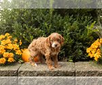 Small #28 Cocker Spaniel-Poodle (Miniature) Mix
