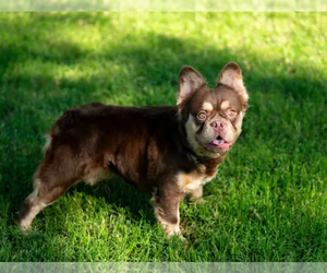 Father of the French Bulldog puppies born on 05/24/2025