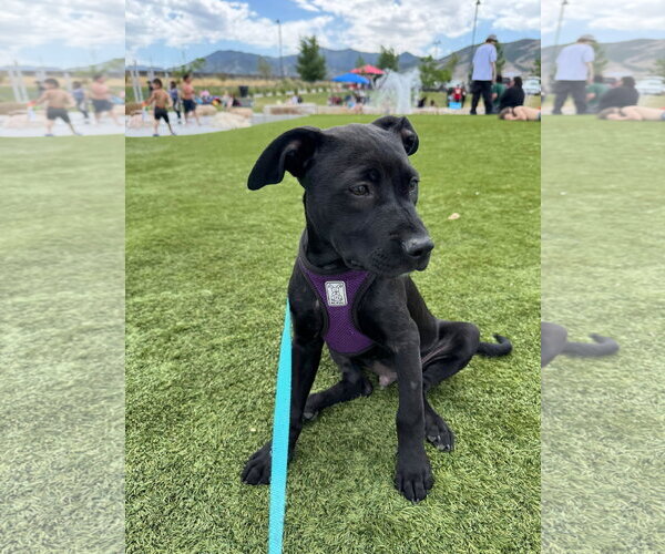 Medium Photo #5 Mutt Puppy For Sale in Sandy, UT, USA