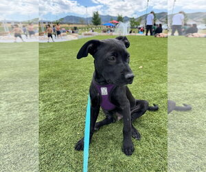 Blue Arlo - Male Mutt Dog for Adoption - Photo #5