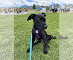 Small #4 Mutt