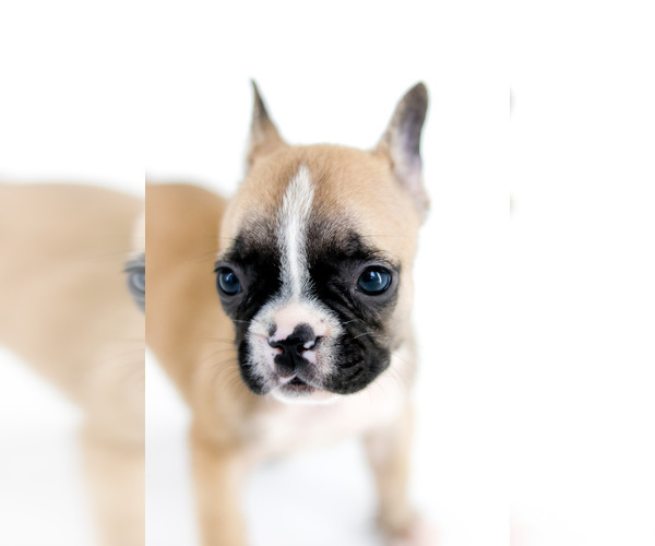 Medium Photo #7 French Bulldog Puppy For Sale in ORLANDO, FL, USA