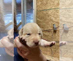 Labrador Retriever Puppy for sale in FALMOUTH, MI, USA