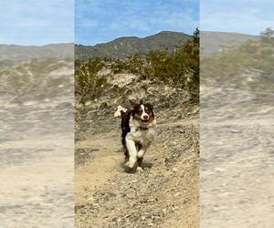 Father of the Australian Shepherd puppies born on 11/04/2024