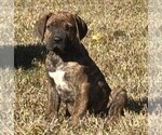 Small Photo #8 Cane Corso Puppy For Sale in FAYETTEVILLE, NC, USA