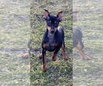 Small Photo #7 Miniature Pinscher Puppy For Sale in CANOGA, NY, USA