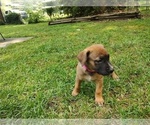 Puppy 4 Boerboel