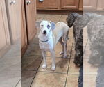 Small #5 Chihuahua Mix