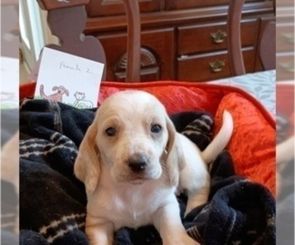Medium Photo #8 Basset Hound Puppy For Sale in TARPON SPGS, FL, USA
