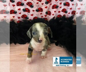 Dachshund Puppy for sale in WINNSBORO, LA, USA