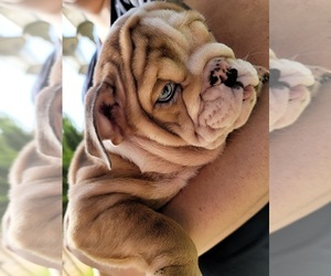 English Bulldog Puppy for sale in POPLAR, CA, USA