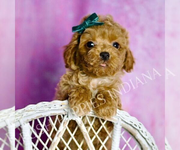 Medium Photo #3 Poodle (Miniature) Puppy For Sale in WARSAW, IN, USA