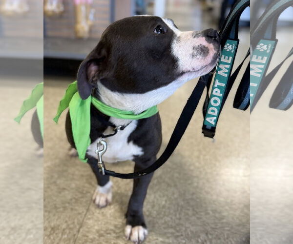 Medium Photo #5 Bulldog-Unknown Mix Puppy For Sale in Rustburg, VA, USA