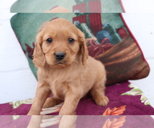 Cavalier King Charles Spaniel-Goldendoodle Mix Puppy for sale in SHILOH, OH, USA