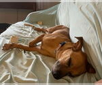 Small #13 Jack Russell Terrier Mix