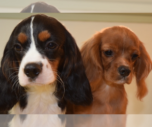 Medium Photo #1 Cavalier King Charles Spaniel Puppy For Sale in FOLSOM, CA, USA