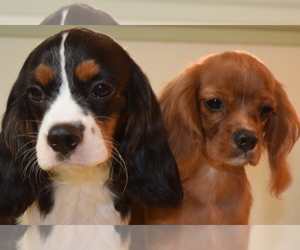 Cavalier King Charles Spaniel Puppy for sale in FOLSOM, CA, USA