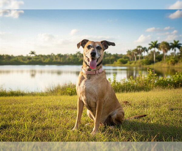 Medium Photo #2 Black Mouth Cur Puppy For Sale in Tavares, FL, USA