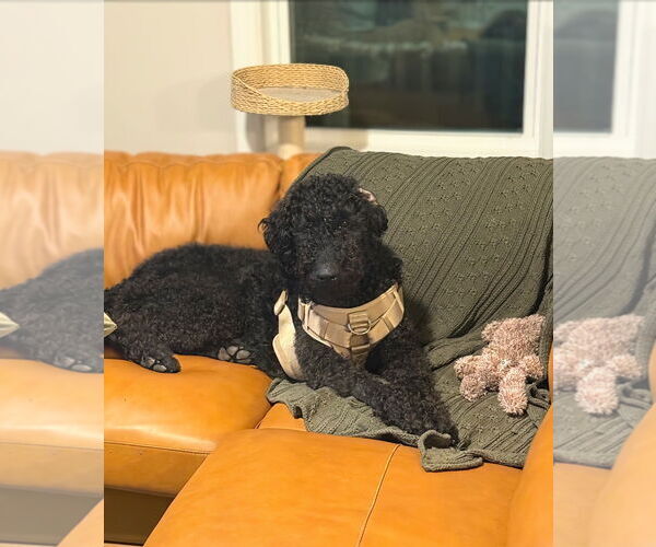 Medium Photo #4 Goldendoodle Puppy For Sale in Maryville, TN, USA