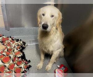 Golden Retriever Dogs for adoption in Orange, CA, USA