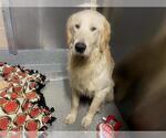 Small Golden Retriever