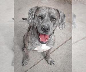 Catahoula Leopard Dog-Unknown Mix Dogs for adoption in Tulsa, OK, USA