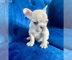Small Photo #49 French Bulldog Puppy For Sale in LAS VEGAS, NV, USA