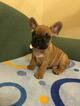 Small Photo #17 French Bulldog Puppy For Sale in BAY VIEW, WI, USA