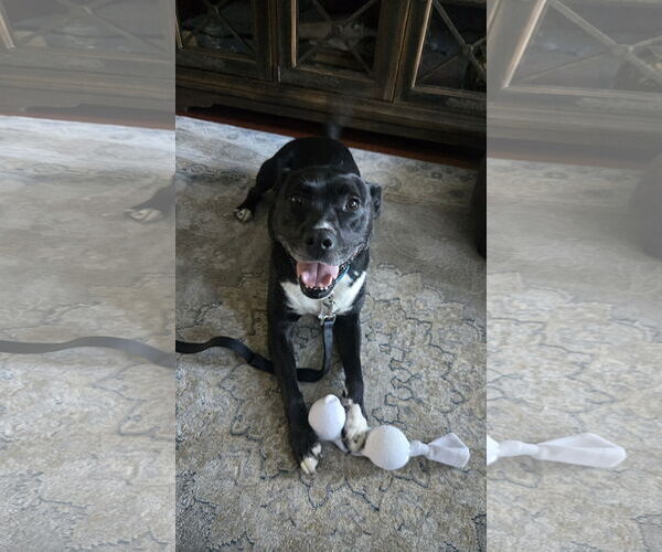 Medium Photo #4 American Pit Bull Terrier-Unknown Mix Puppy For Sale in Rockaway, NJ, USA